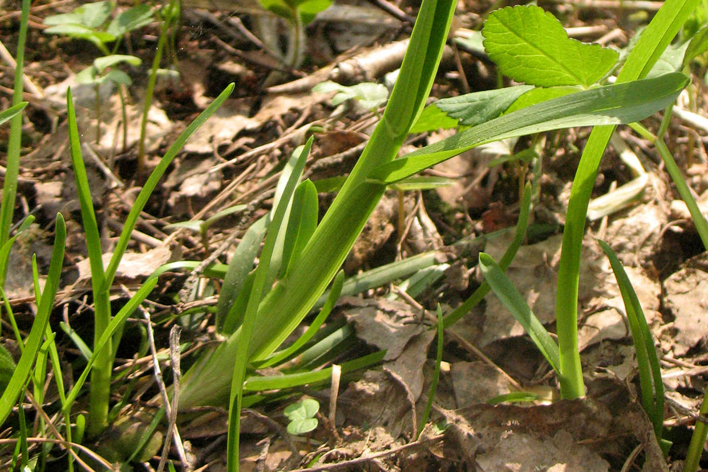 Image of Poa remota specimen.