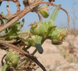 Plantago подвид orientalis