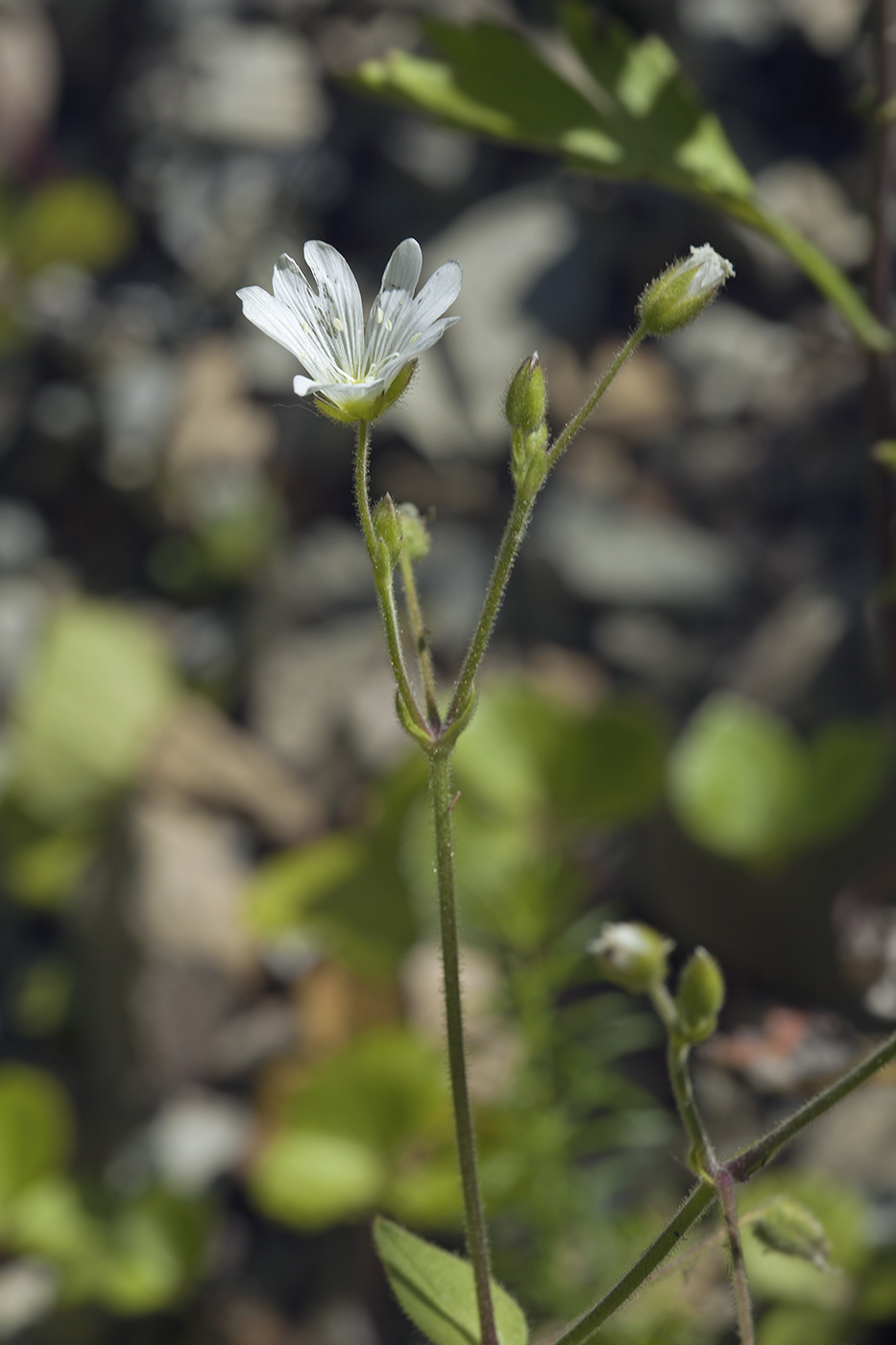Изображение особи Cerastium fischerianum.
