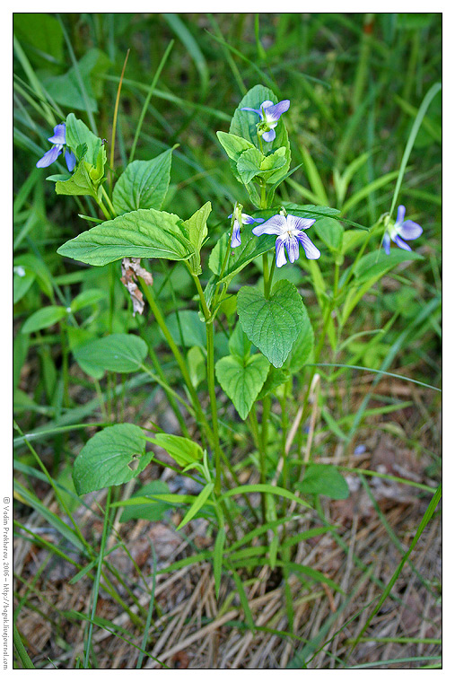 Изображение особи Viola ruppii.