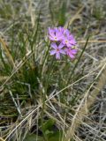 Primula farinosa