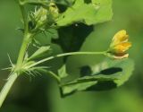 Medicago denticulata. Часть побега с соцветием. Крым, Тарханкутский п-ов, балка Кипчак, у колодца. 8 июня 2021 г.