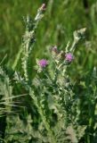 Carduus arabicus. Верхушка побега с соцветиями. Крым, Караларский природный парк, окр. бухты Шелковица, степь. 08.05.2021.