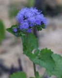 Ageratum houstonianum