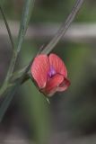 Lathyrus cicera. Цветок. Крым, Бахчисарайский р-н, окр. пгт Куйбышево, луг на склоне каменистого холма. 12.05.2022.