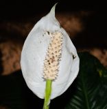 род Spathiphyllum