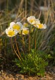 Sieversia pentapetala