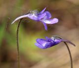 Pinguicula vulgaris. Цветки. Мурманская обл., Кандалакшский р-н, окр. пос. Колвица, заболоченная обочина дороги. 03.07.2010.