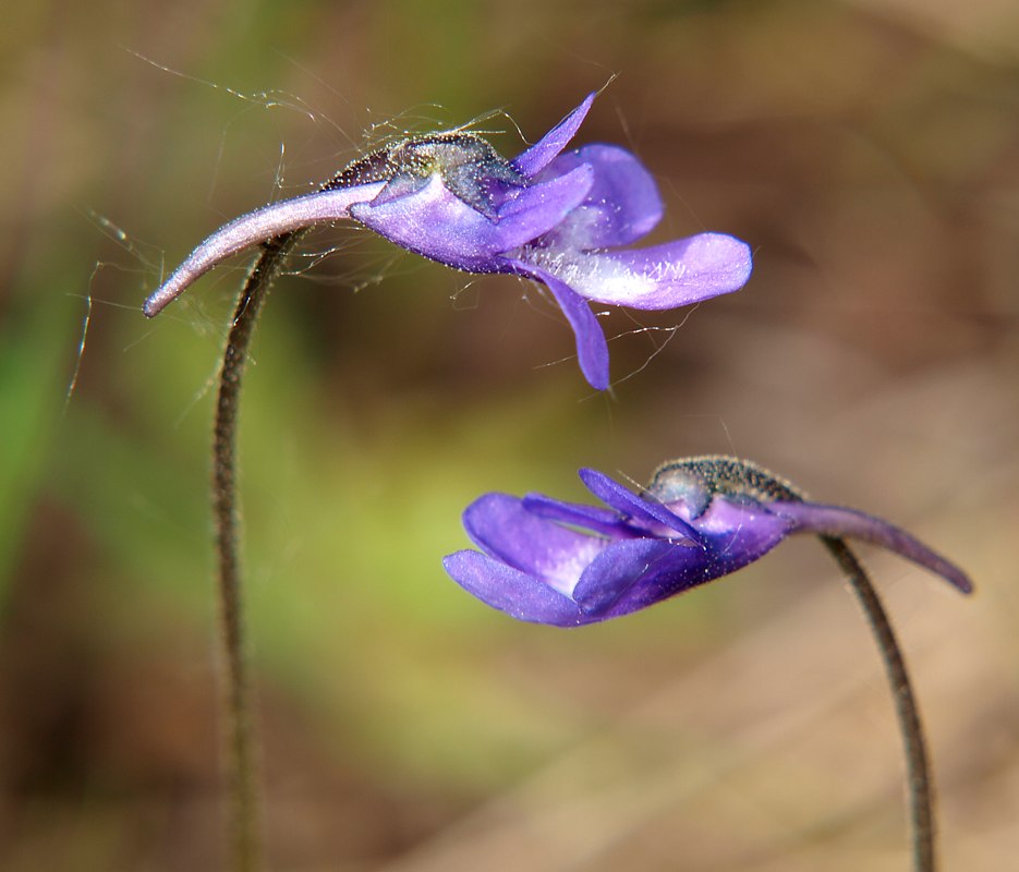 Изображение особи Pinguicula vulgaris.