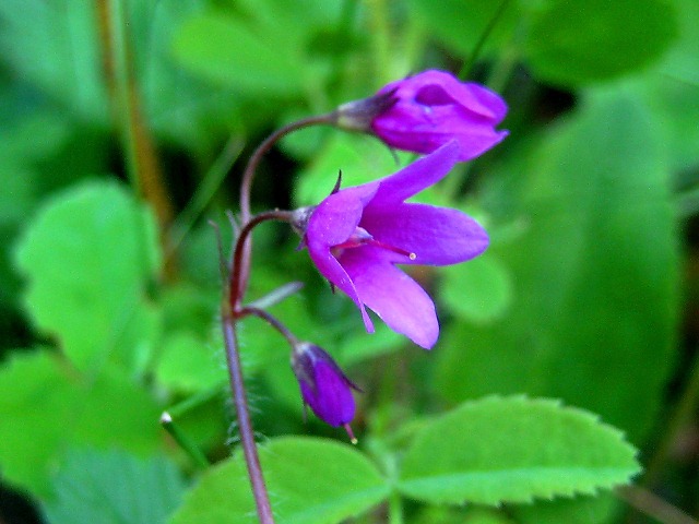 Изображение особи Cortusa sibirica.