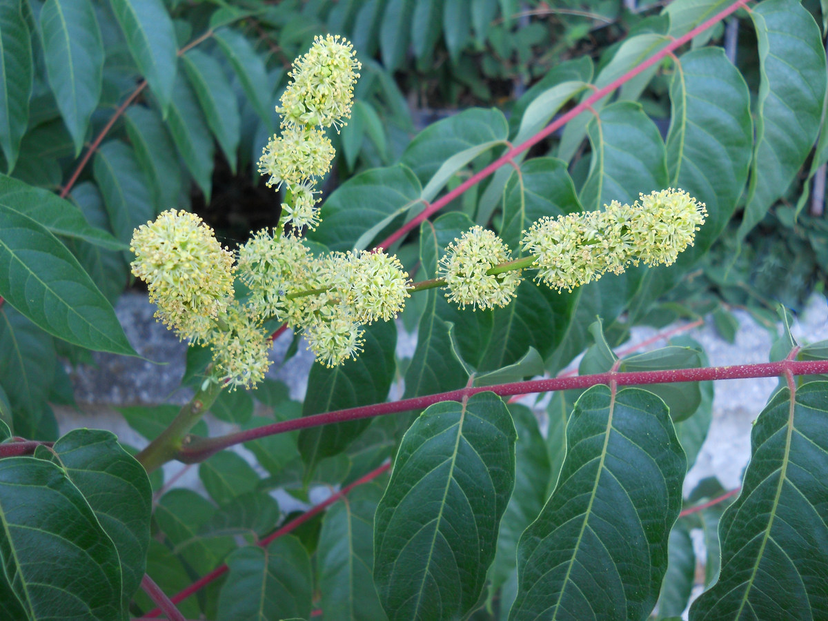 Изображение особи Ailanthus altissima.