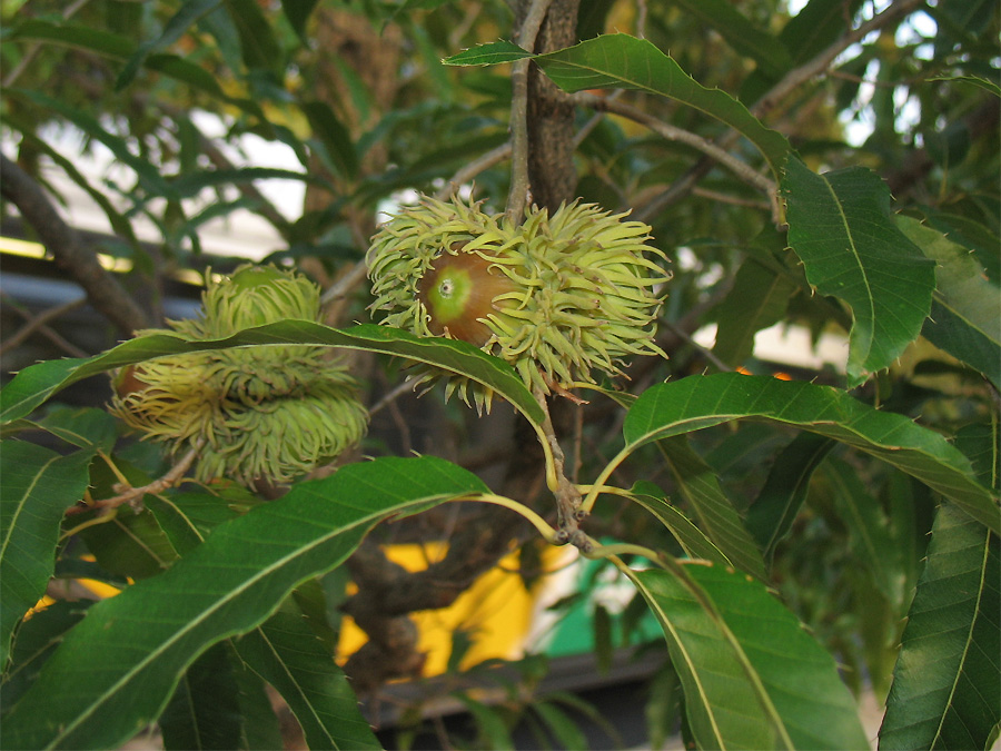 Изображение особи Quercus acutissima.