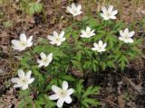 Anemone nemorosa