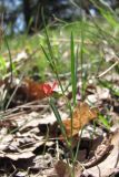 Lathyrus sphaericus