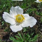 Anemone sylvestris. Цветок. Воронежская обл, Хохольский р-н, с. Костенки. 12.05.2009.