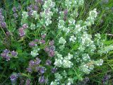 Thymus pulegioides. Обычные и белоцветковые соцветия. Курская обл., Поныровский р-н, с. Ольховатка, склон балки. 12 июня 2007 г.