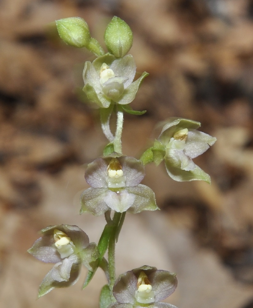 Изображение особи Epipactis helleborine ssp. degenii.