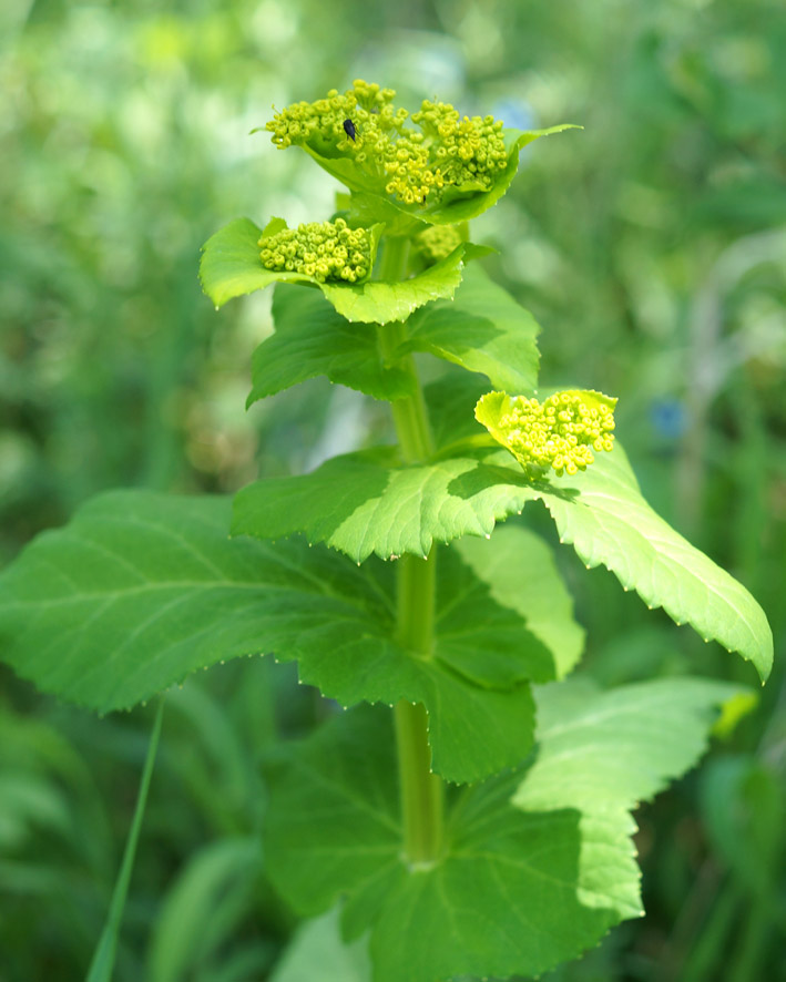 Изображение особи Smyrnium perfoliatum.