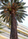 Phoenix canariensis. Ствол и крона цветущего(?) растения. Франция, Лазурный берег, Ментона, в культуре. 21.07.2014.