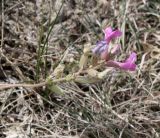 Oxytropis ammophila. Отцветающее соцветие. Хакасия, окр. с. Аршаново, степь на песках. 22.05.2015.