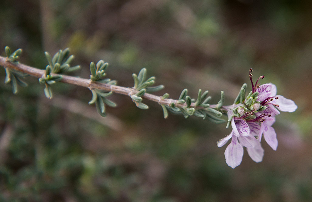 Изображение особи Teucrium brevifolium.