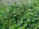 Rubus mesogaeus