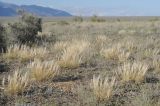 Stipa drobovii