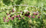 Berberis sphaerocarpa. Ветка с незрелыми плодами. Кыргызстан, Нарынская обл., левый берег р. Нарын, долина руч. Кутонгоч. 23.06.2015.