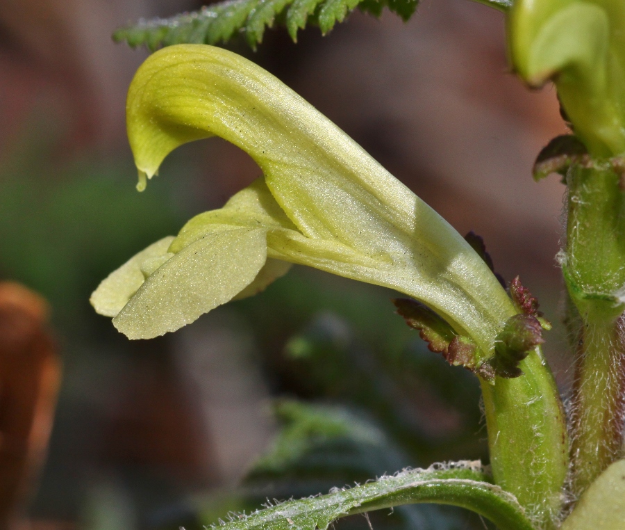 Image of Pedicularis mandshurica specimen.