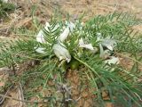 Oxytropis squammulosa