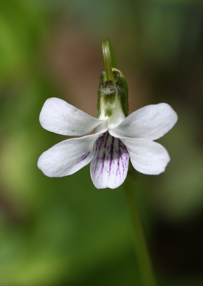 Image of Viola verecunda specimen.