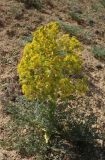 Ferula persica