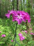 Dianthus × courtoisii. Верхушка побега с соцветием. Томск, правобережье р. Мал. Киргизка, сосновый лес. 19.06.2016.