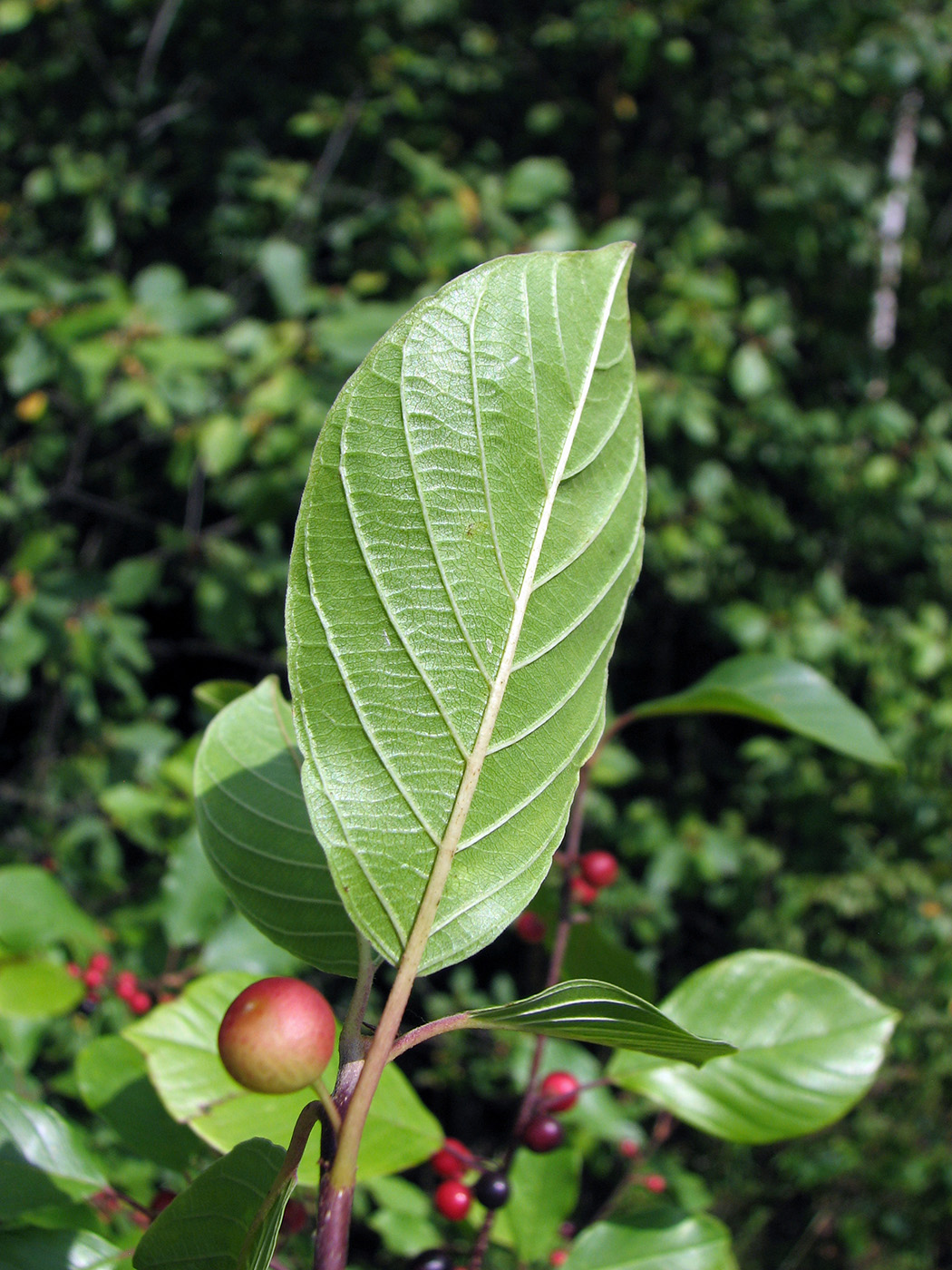 Изображение особи Frangula alnus.