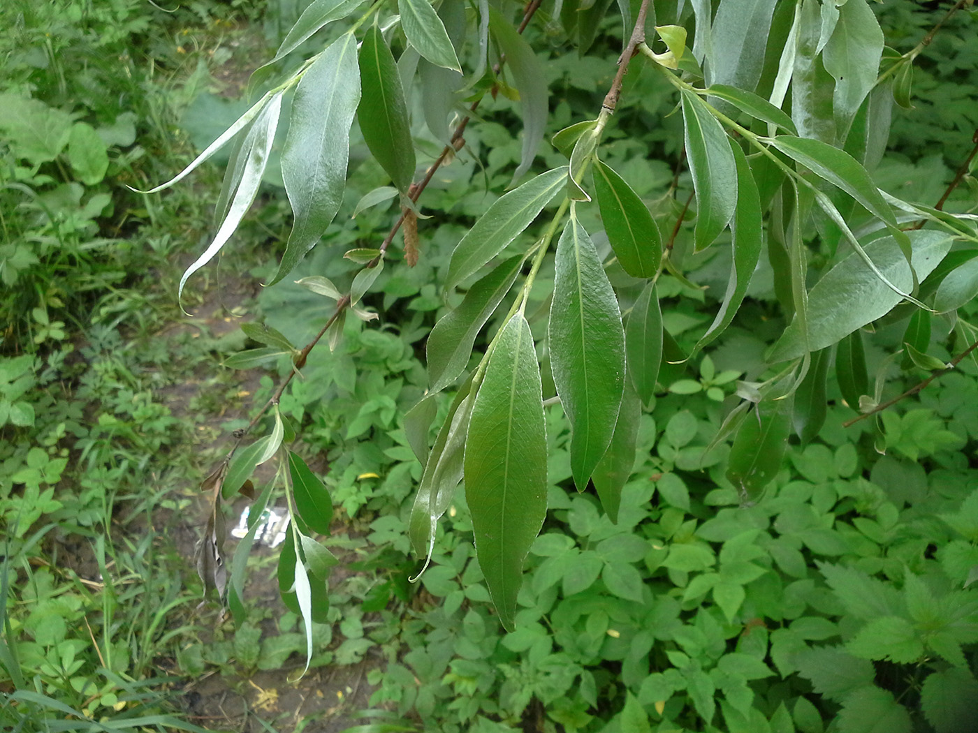 Изображение особи Salix alba.