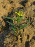 Erysimum cheiranthoides. Цветущее растение. Томск, между пос. Новый и мкр. Зелёные горки, заброшенные садовые участки, в нижней части глинистой насыпи под стройплощадкой. 21.09.2016.