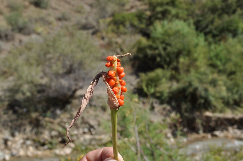 Изображение особи Arum rupicola.