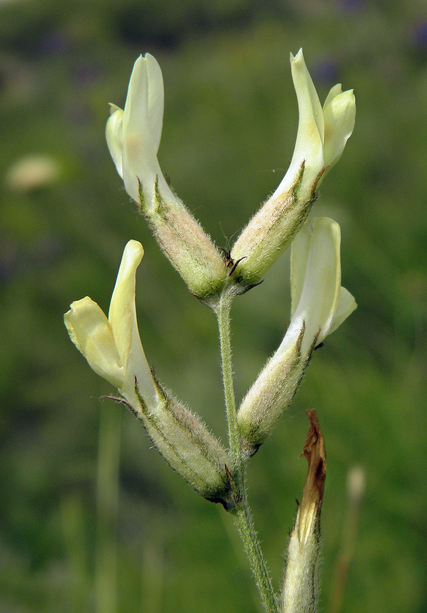 Изображение особи Astragalus pallescens.