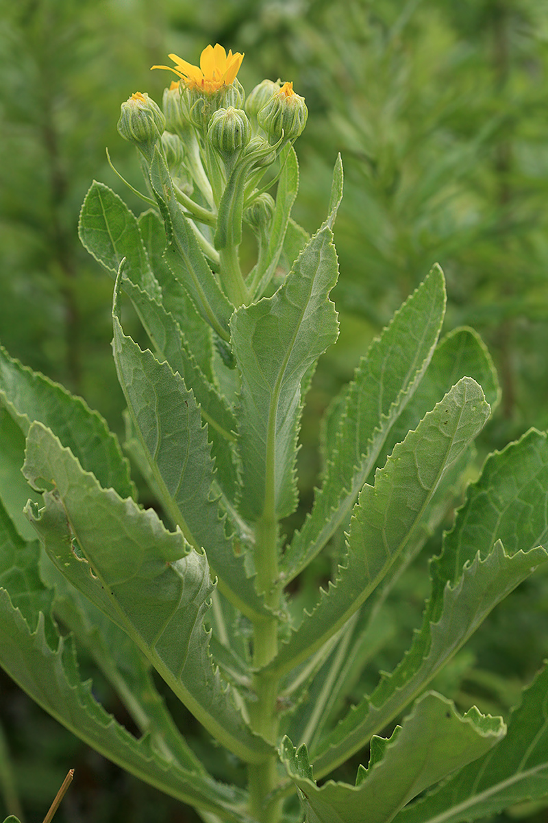 Изображение особи Senecio pseudoarnica.