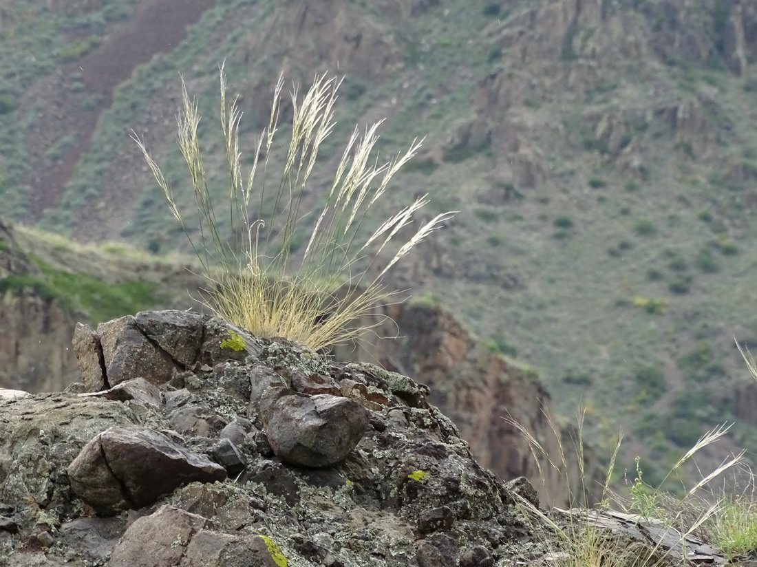 Изображение особи Stipa caucasica.