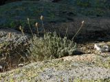 Lavandula pedunculata. Плодоносящие растения. Испания, Центральная Кордильера, нац. парк Сьерра-де-Гуадаррама, гранитный массив La Pedriza, ок. 1600 м н.у.м. Январь.