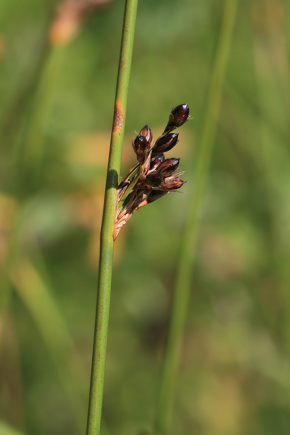 Изображение особи Juncus haenkei.