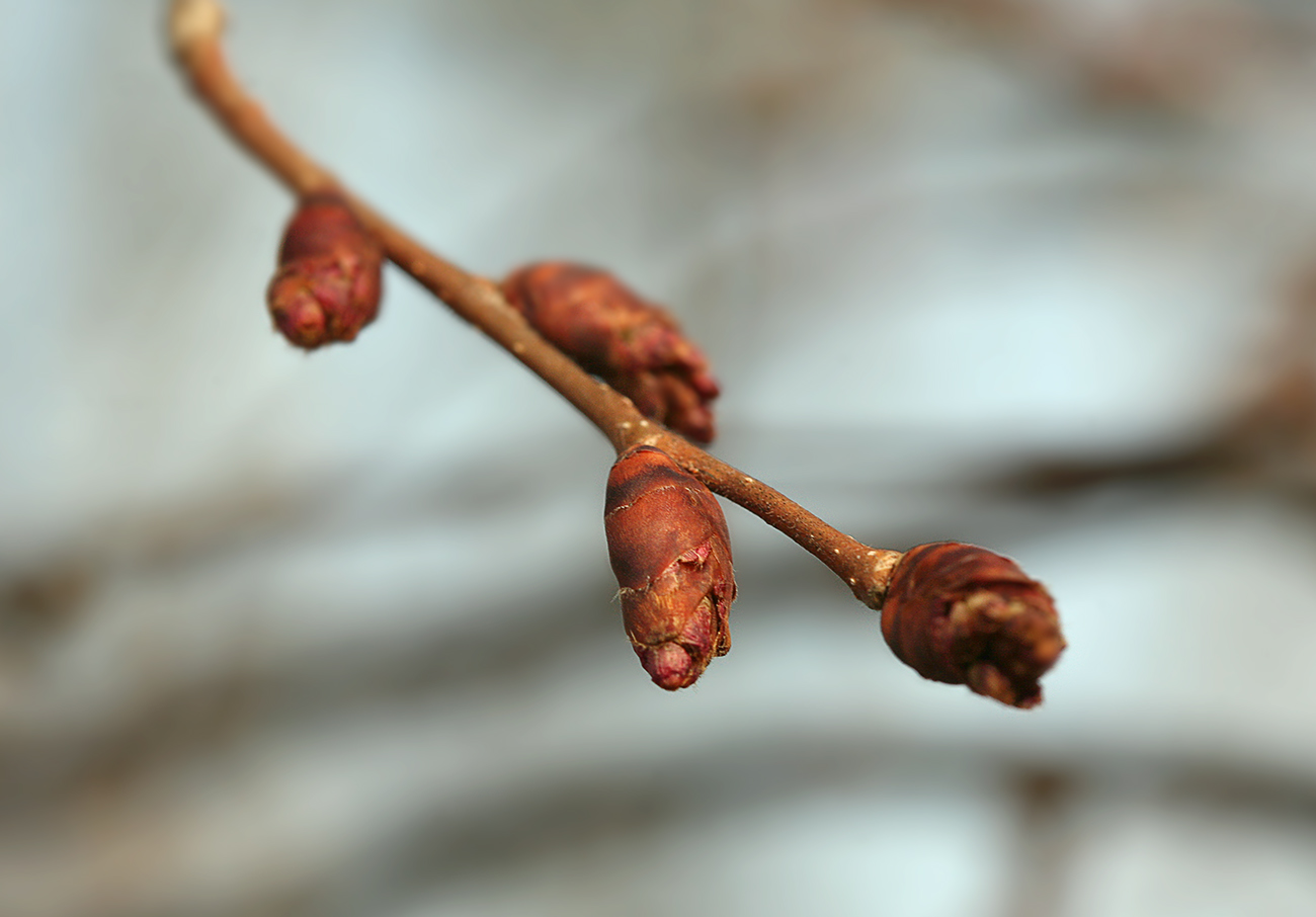 Изображение особи Ulmus laevis.