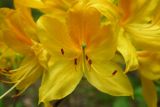 Rhododendron luteum