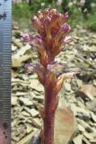 Orobanche grenieri. Соцветие. Краснодарский край, м/о город-курорт Анапа, окр. с. Большой Утриш, каменистая осыпь в можжевеловом лесу (паразитирует на Lactuca viminea). 9 июня 2017 г.