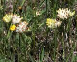 Anthyllis macrocephala. Верхушки цветущих растений. Воронежская обл., г. Воронеж, ООПТ Памятник природы «Ботанический сад ВГУ имени Б.М. Козо-Полянского», поляна в лиственном лесу. 07.06.2017.