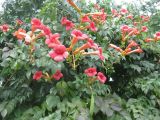 Campsis radicans