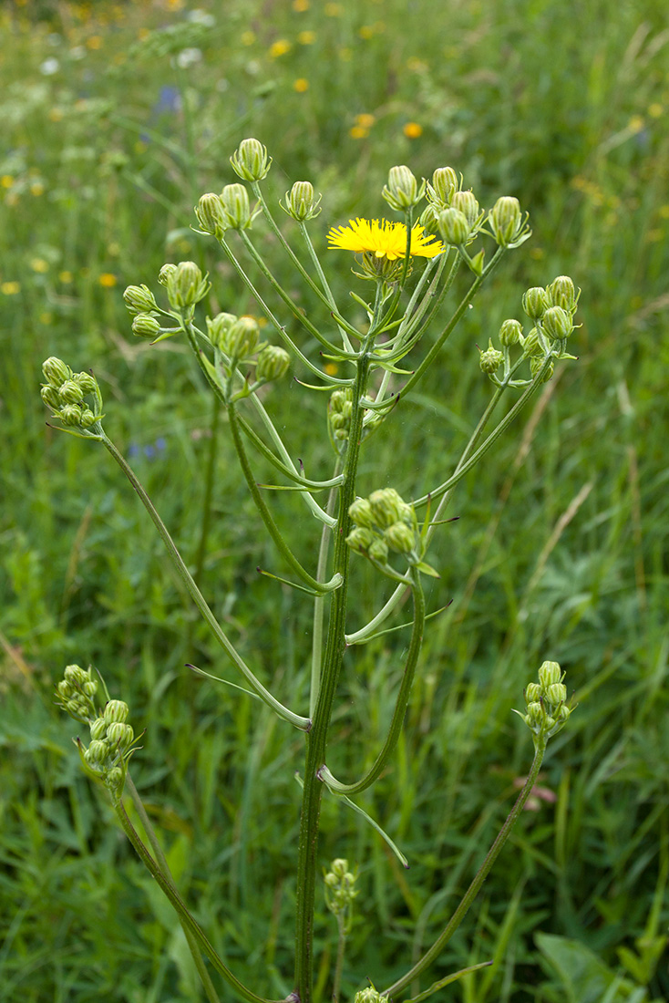 Изображение особи Crepis biennis.