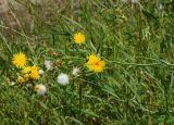 Sonchus подвид uliginosus