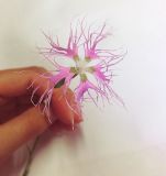 Dianthus superbus